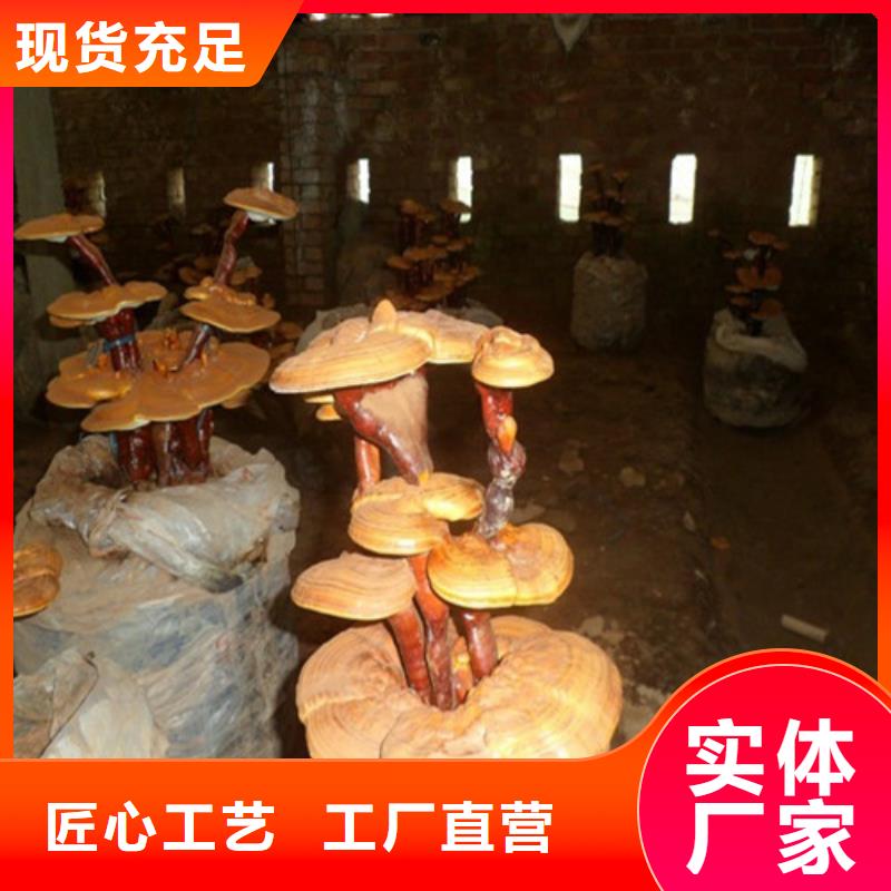 【灵芝孢子粉】,灵芝自营品质有保障