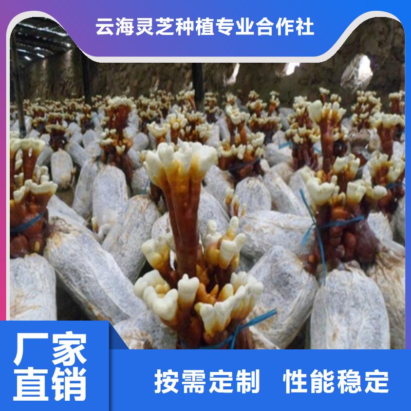 灵芝粉加工厂家