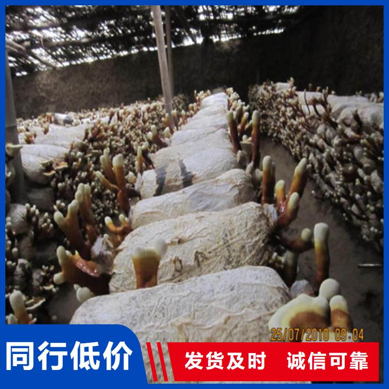 破壁灵芝孢子粉-视频-察隅|米林|日喀则|山南|昌都|阿里|那曲云海破壁灵芝孢子粉_ 云海灵芝种植专业社(林芝市分公司)