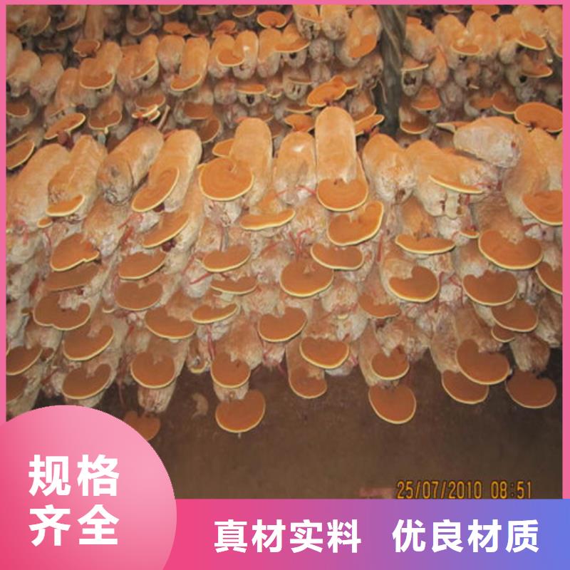 发货及时的椴木灵芝批发商