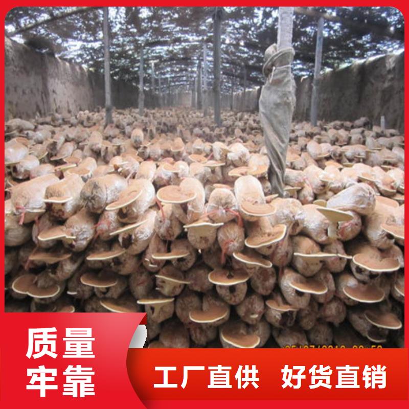 灵芝粉现货直销厂家