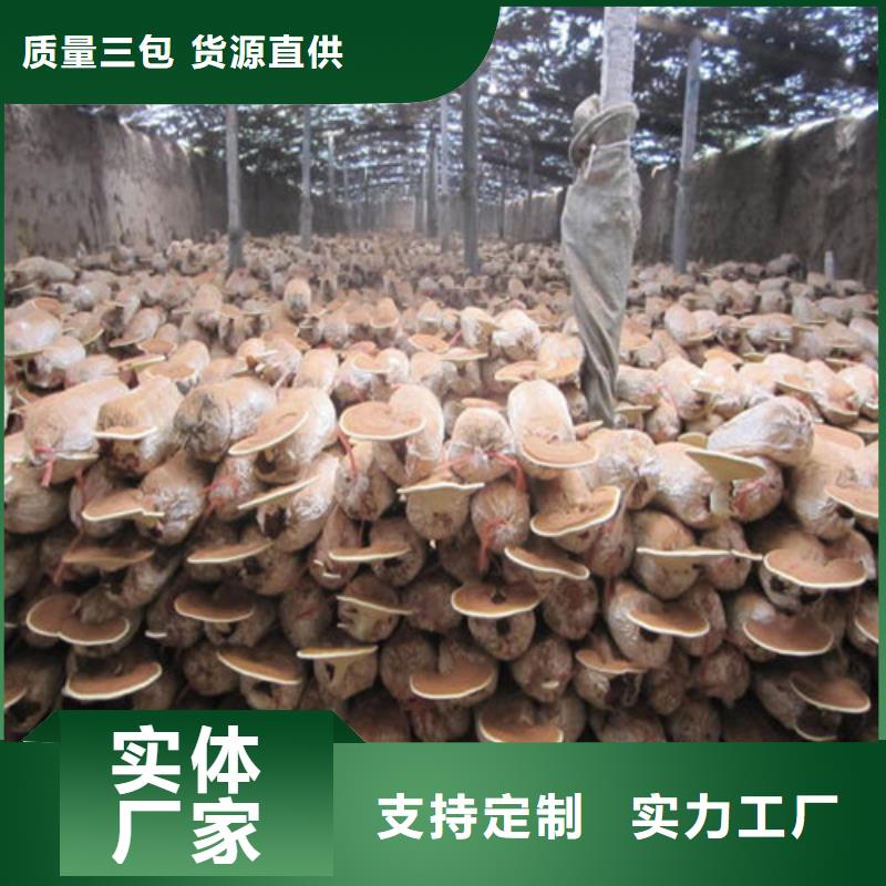 破壁灵芝孢子粉-视频-辽宁省本溪市云海破壁灵芝孢子粉可服务区域明山|南芬|阜新|锦州|盘锦|抚顺|朝阳等