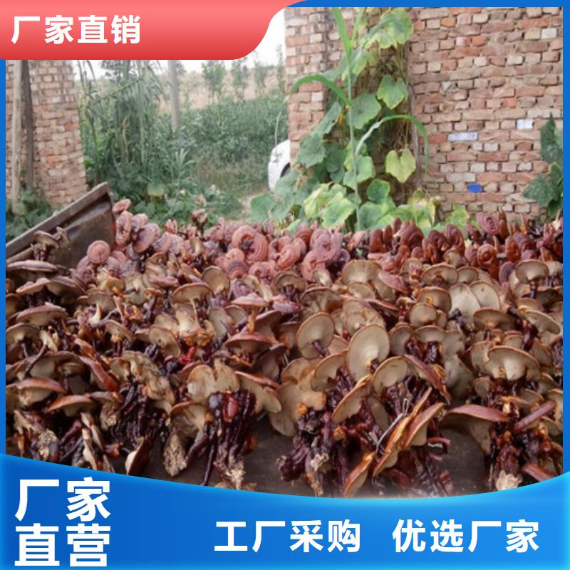 #灵芝粉#厂家直销