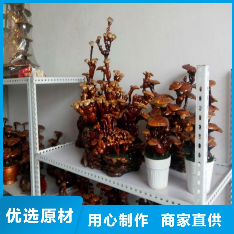 破壁灵芝孢子粉-视频-破壁灵芝孢子粉-甘肃省天水市甘谷|秦安|平凉|白银|金昌|临夏本土生产商