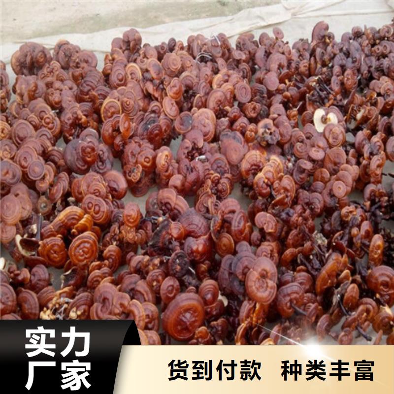 孢子灵芝粉-信誉可靠