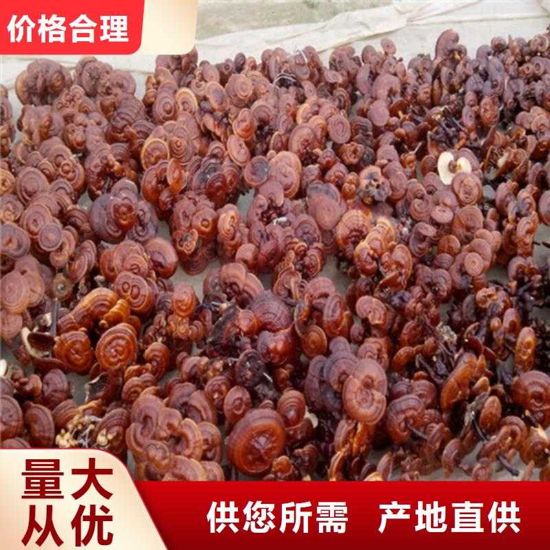 灵芝粉现货直销厂家