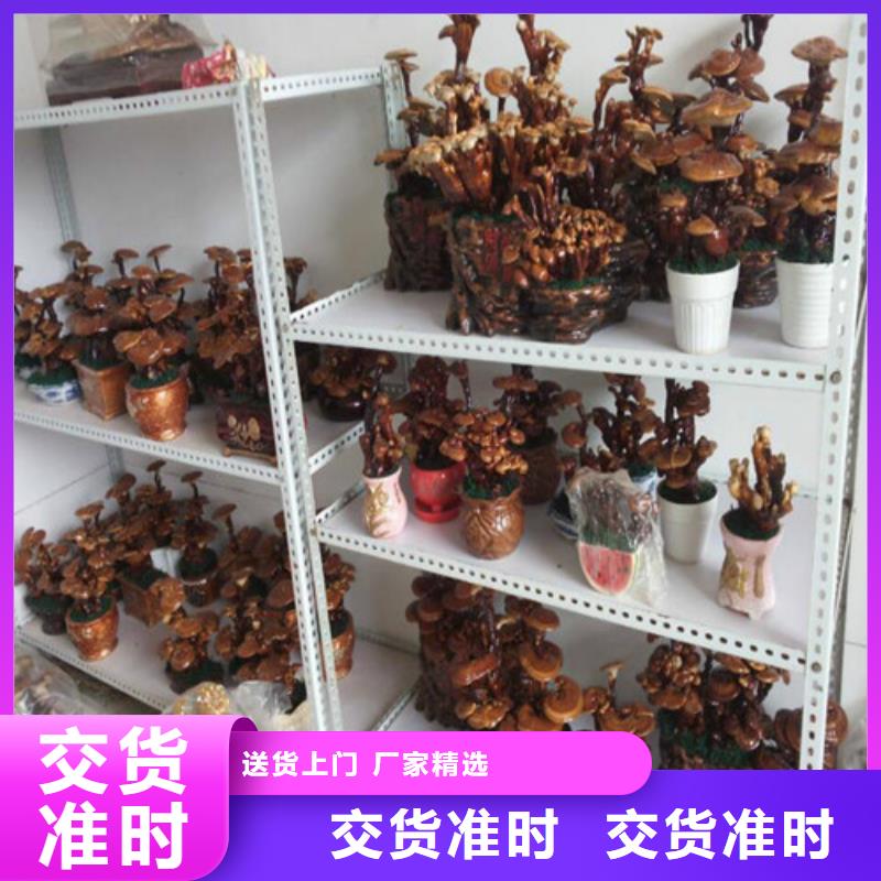 支持定制的灵芝切片公司