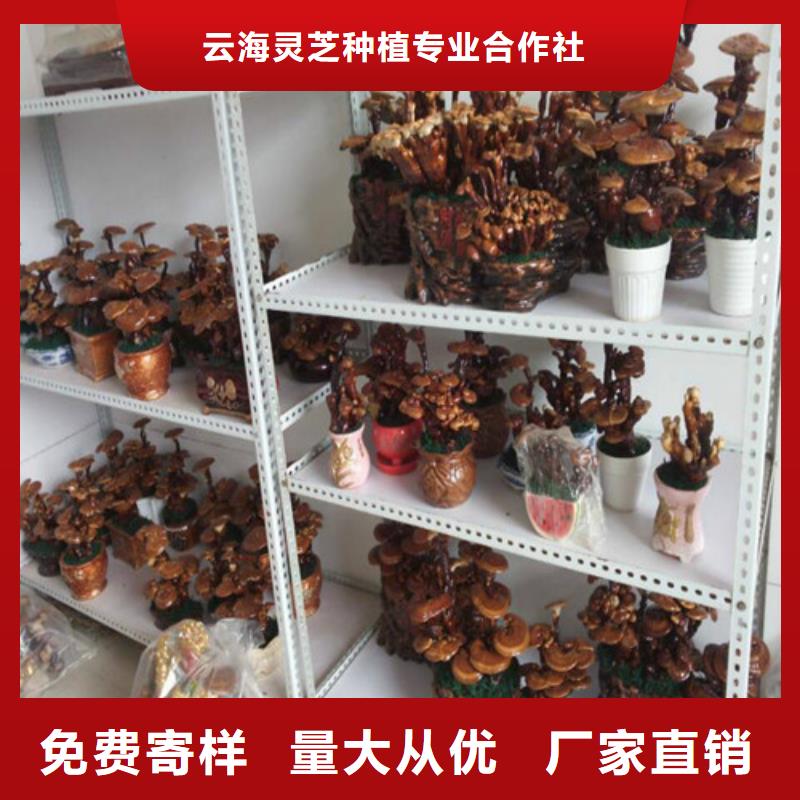破壁灵芝孢子粉-视频-辽宁省本溪市云海破壁灵芝孢子粉可服务区域明山|南芬|阜新|锦州|盘锦|抚顺|朝阳等