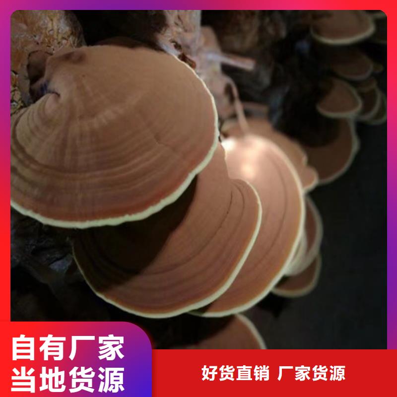 灵芝超细粉选对厂家很重要