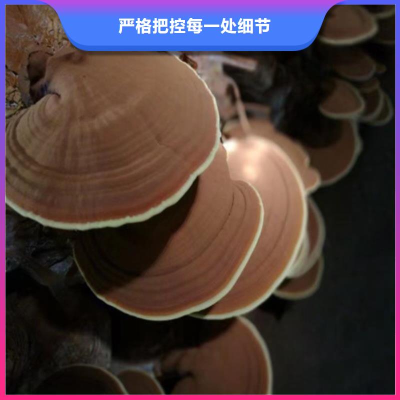 优质孢子灵芝厂家
