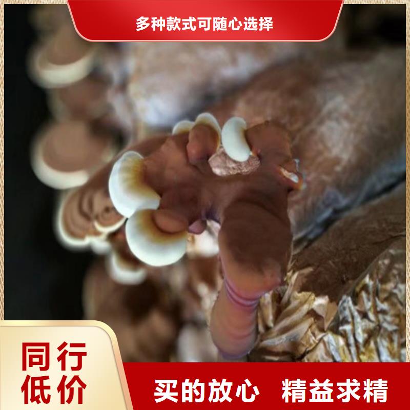 孢子灵芝粉-信誉可靠
