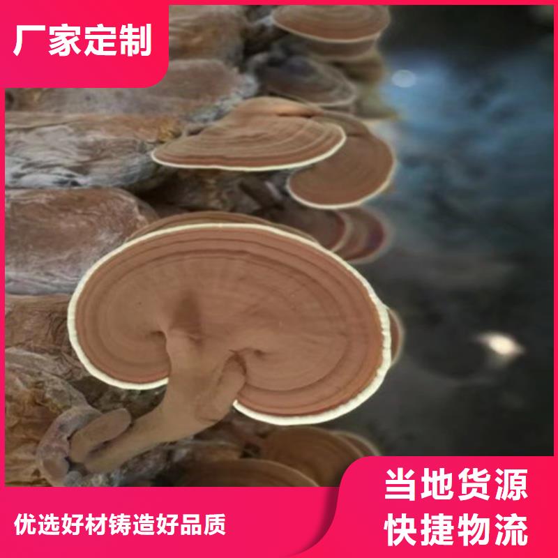 金台灵芝切片怎么样