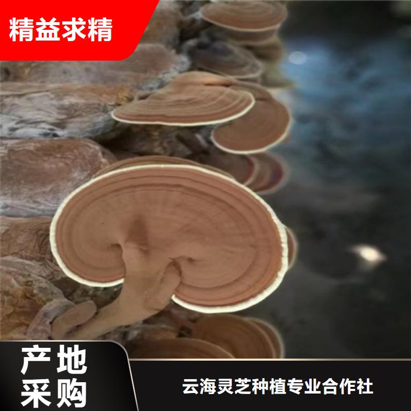 灵芝孢子免费拿样