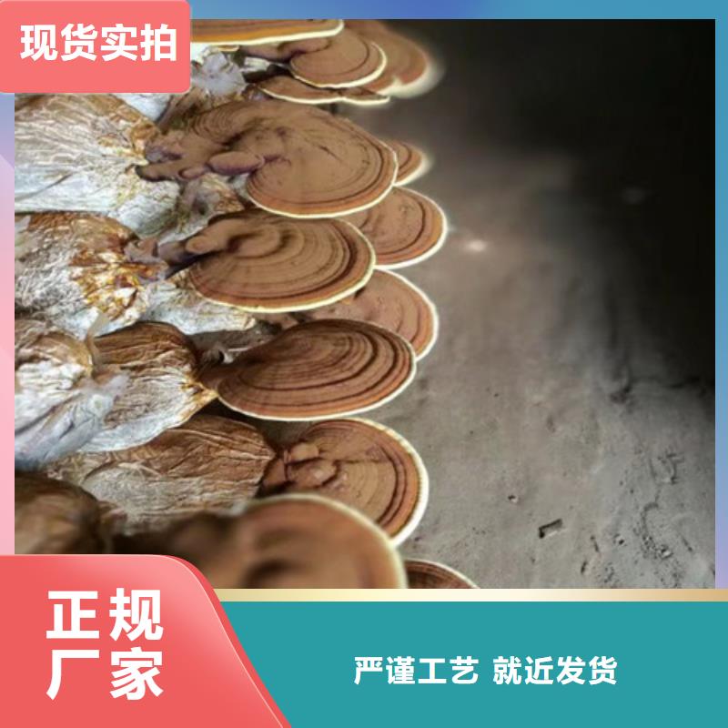 破壁灵芝孢子粉-视频-辽宁省本溪市云海破壁灵芝孢子粉可服务区域明山|南芬|阜新|锦州|盘锦|抚顺|朝阳等