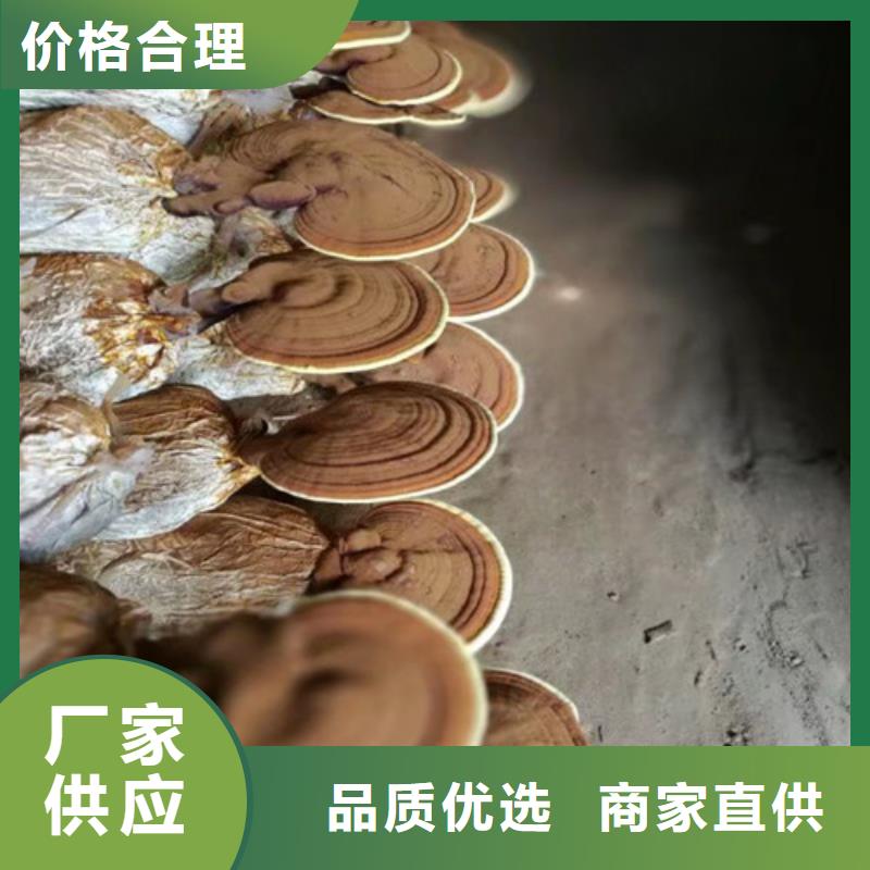 破壁灵芝孢子粉-视频-破壁灵芝孢子粉(云海)覆盖地域黑龙江省牡丹江市宁安|穆棱|齐齐哈尔|佳木斯|大兴安岭|哈尔滨