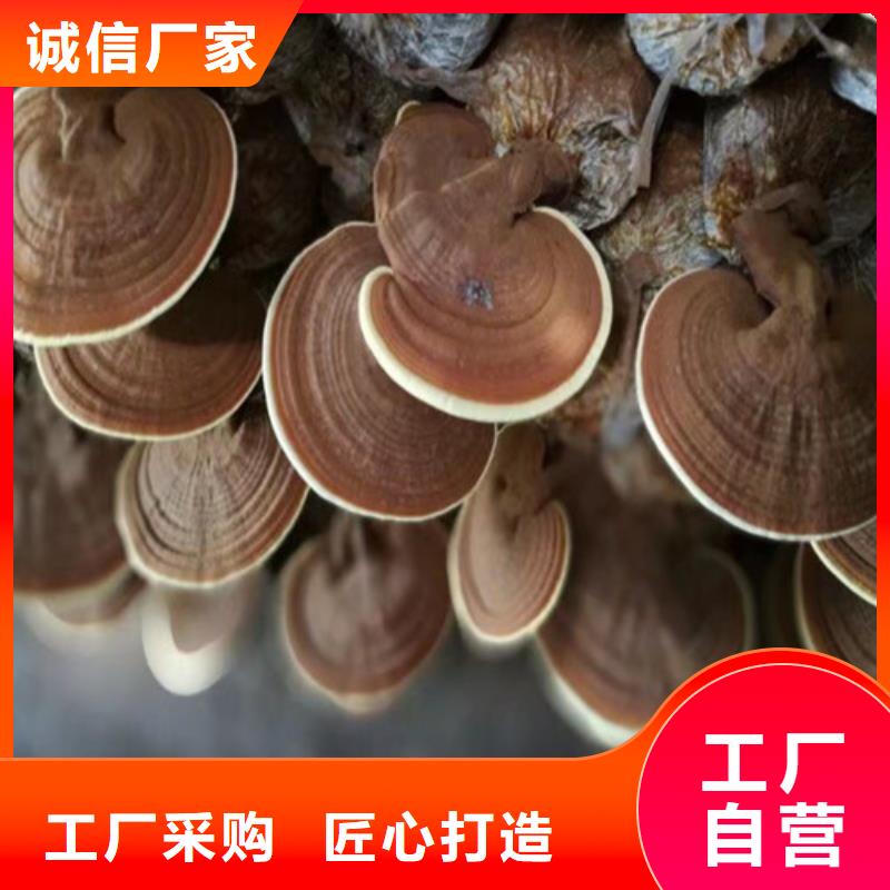 破壁灵芝孢子粉-视频-破壁灵芝孢子粉(云海)覆盖地域黑龙江省牡丹江市宁安|穆棱|齐齐哈尔|佳木斯|大兴安岭|哈尔滨