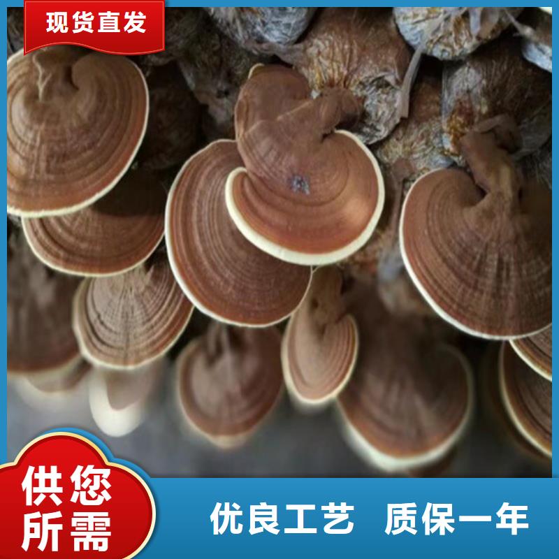 【灵芝孢子粉】,灵芝自营品质有保障
