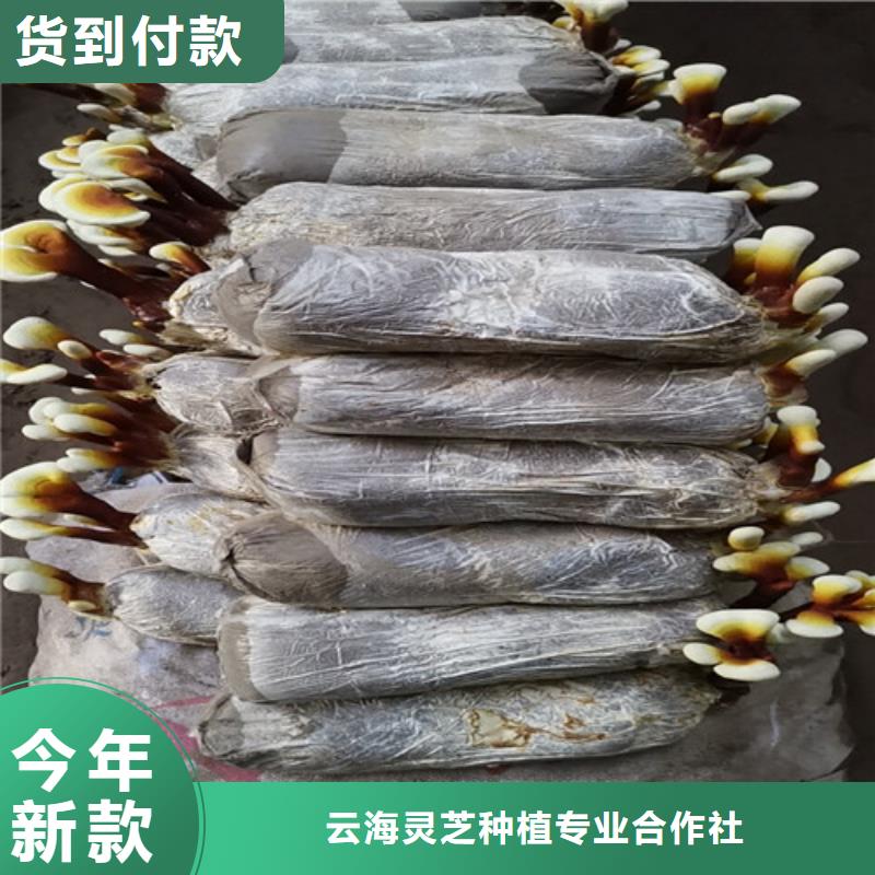 破壁灵芝孢子粉-视频-破壁灵芝孢子粉(云海)覆盖地域黑龙江省牡丹江市宁安|穆棱|齐齐哈尔|佳木斯|大兴安岭|哈尔滨