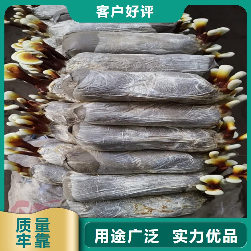 凤县破壁灵芝孢子粉怎么吃好吃
