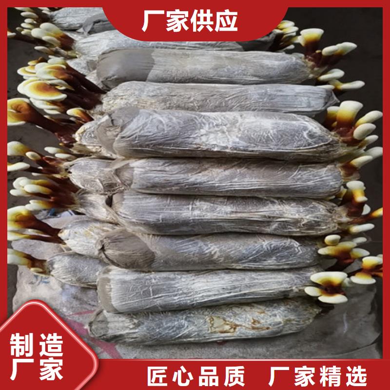 破壁灵芝孢子粉-视频-破壁灵芝孢子粉(云海)覆盖地域黑龙江省牡丹江市宁安|穆棱|齐齐哈尔|佳木斯|大兴安岭|哈尔滨