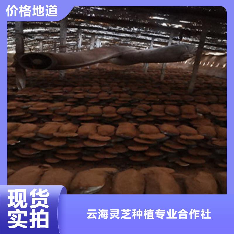 破壁灵芝孢子粉-视频-破壁灵芝孢子粉-甘肃省天水市甘谷|秦安|平凉|白银|金昌|临夏本土生产商