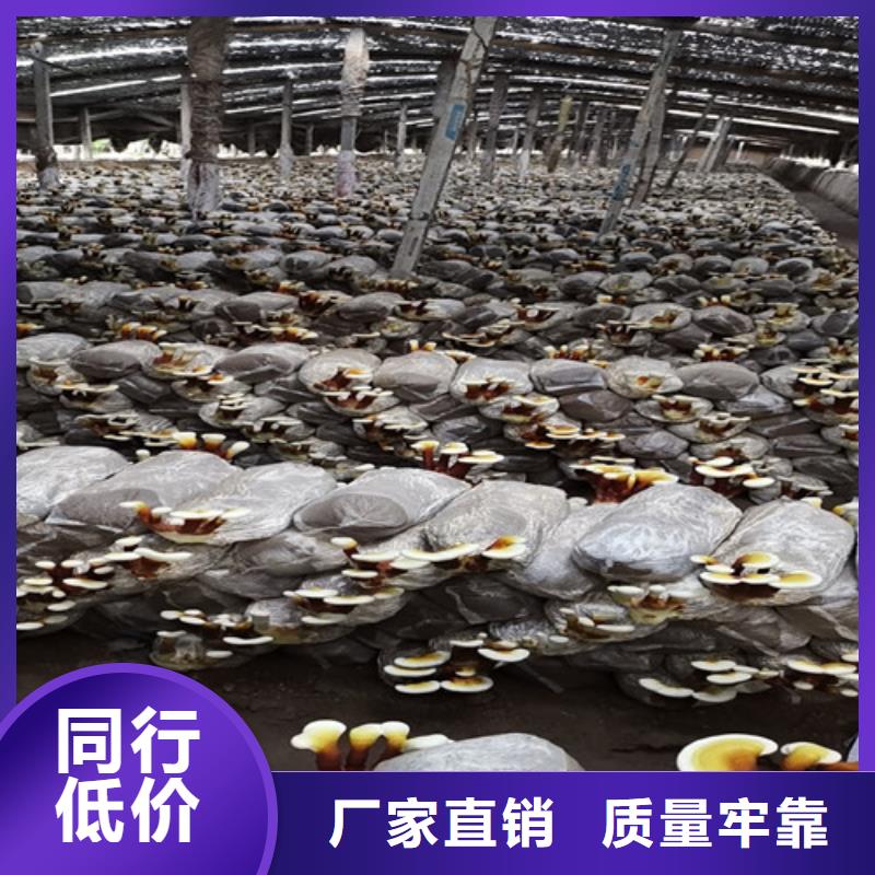 
灵芝粉经济实用