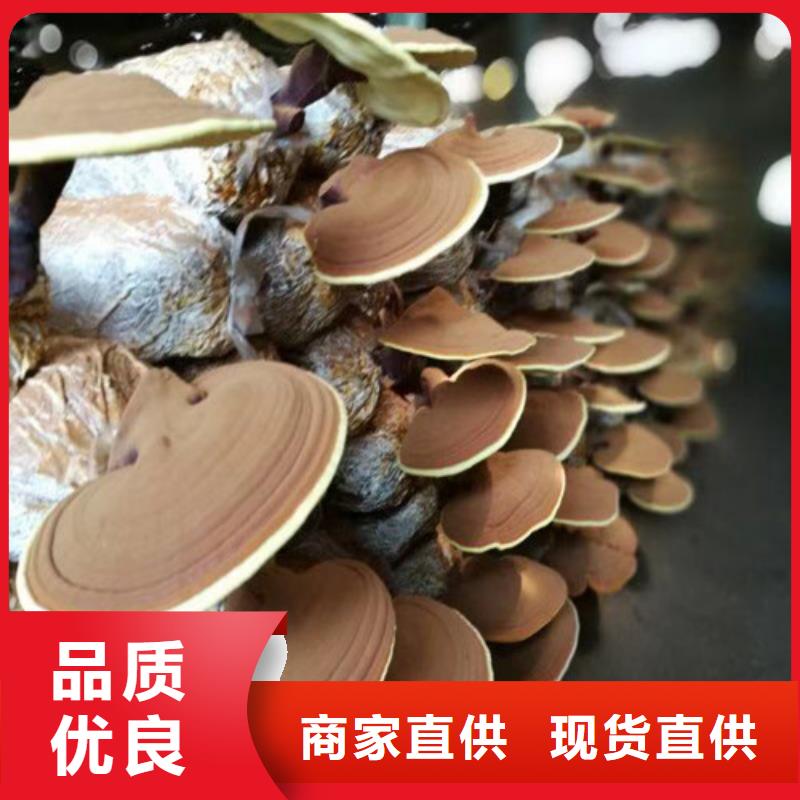 灵芝批发厂家价格优惠