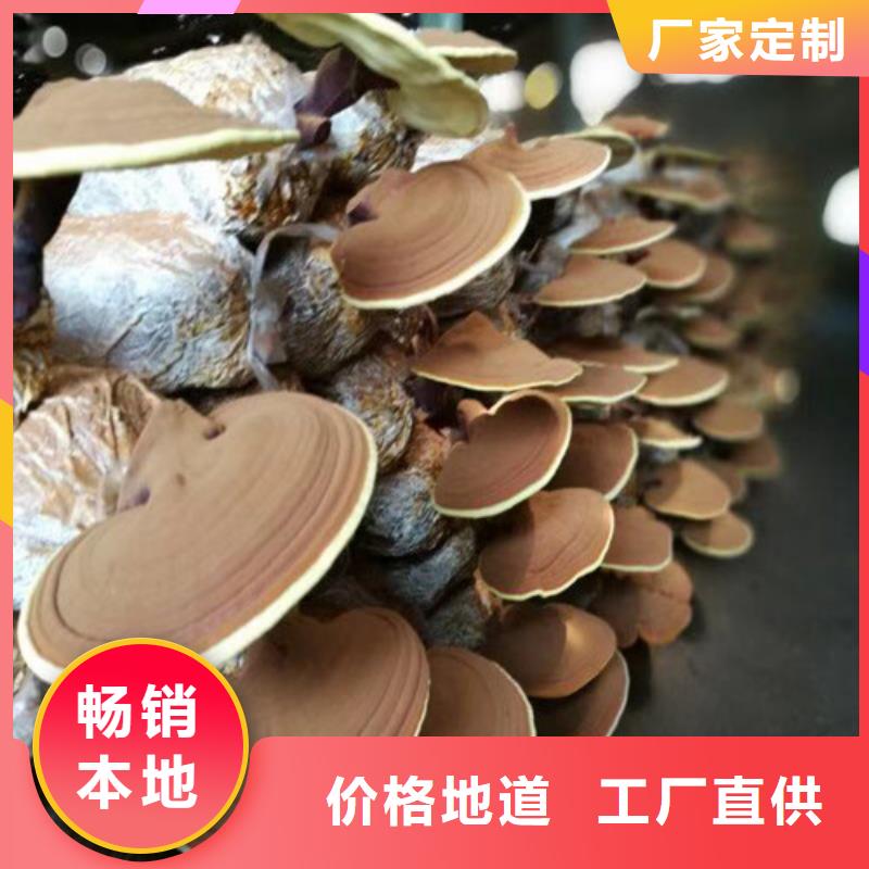 灵芝孢子粉规格齐全的厂家