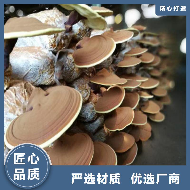 批发灵芝粉_生产厂家