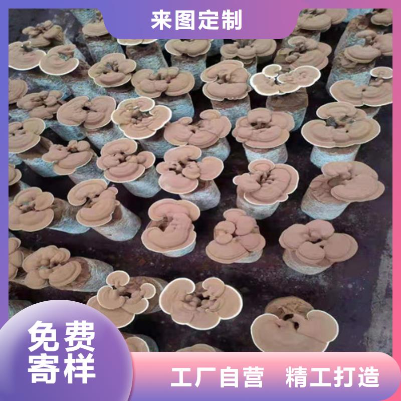 优质的
孢子灵芝厂家