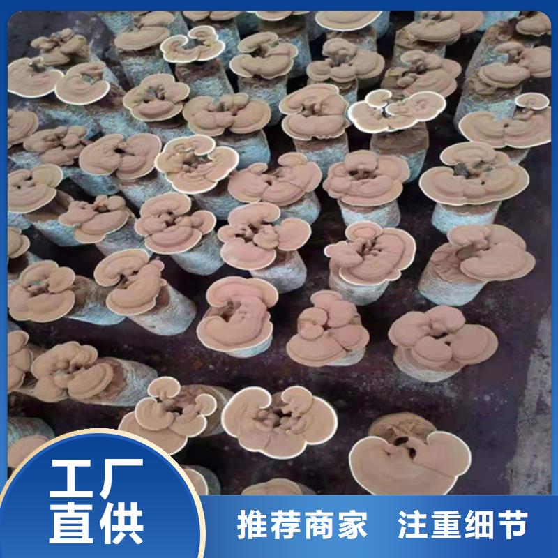 破壁灵芝孢子粉质量稳定