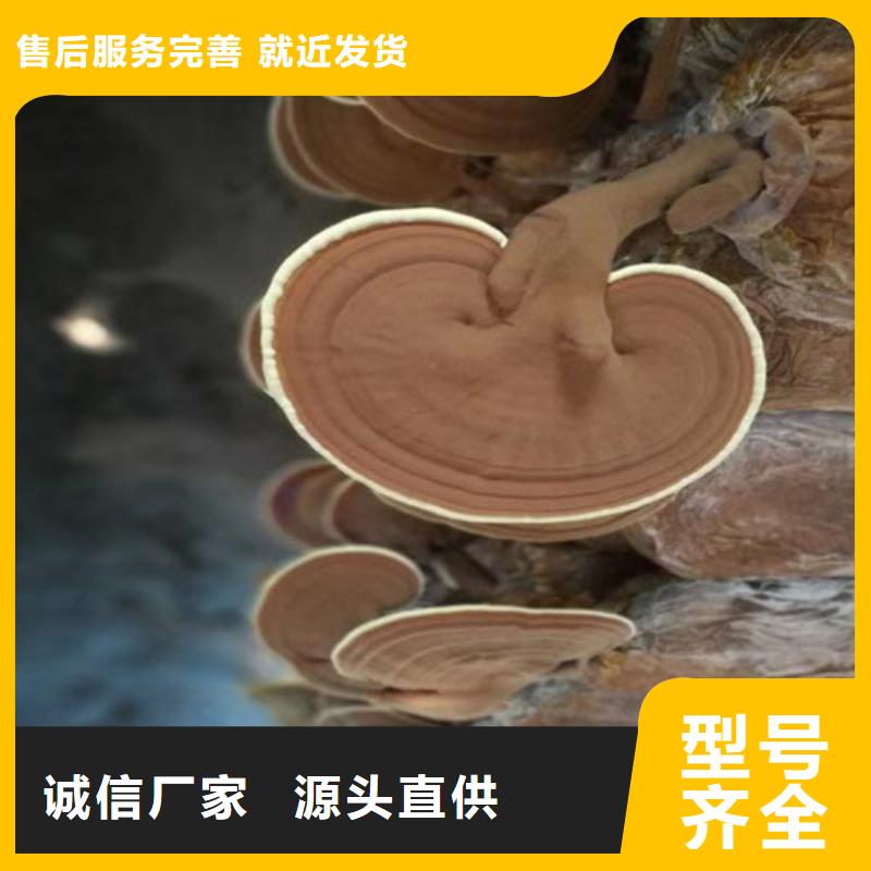 破壁灵芝孢子粉-视频-辽宁省本溪市云海破壁灵芝孢子粉可服务区域明山|南芬|阜新|锦州|盘锦|抚顺|朝阳等
