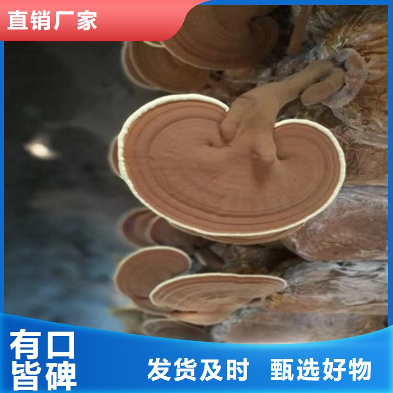 孢子灵芝粉-信誉可靠