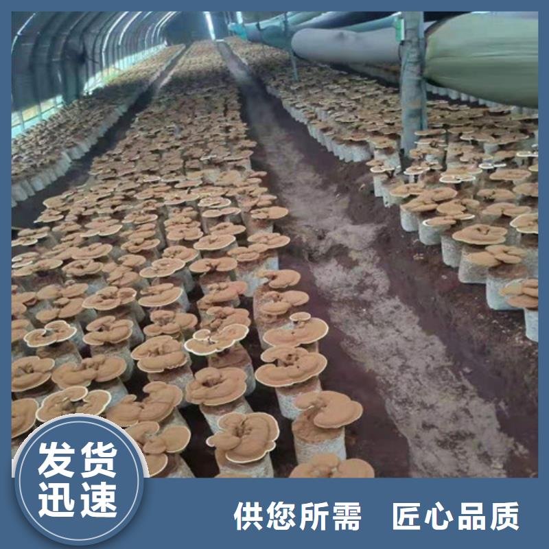 灵芝孢子粉灵芝破壁孢子粉经销商