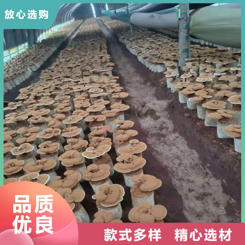 破壁灵芝孢子粉-视频-破壁灵芝孢子粉-甘肃省天水市甘谷|秦安|平凉|白银|金昌|临夏本土生产商