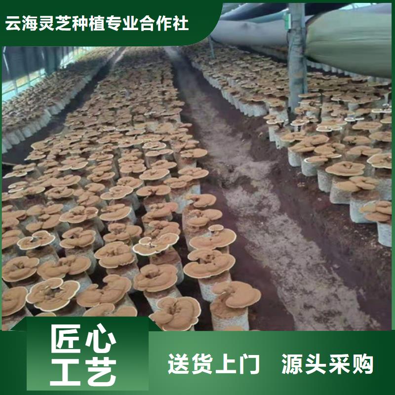 破壁灵芝孢子粉-视频-辽宁省本溪市云海破壁灵芝孢子粉可服务区域明山|南芬|阜新|锦州|盘锦|抚顺|朝阳等