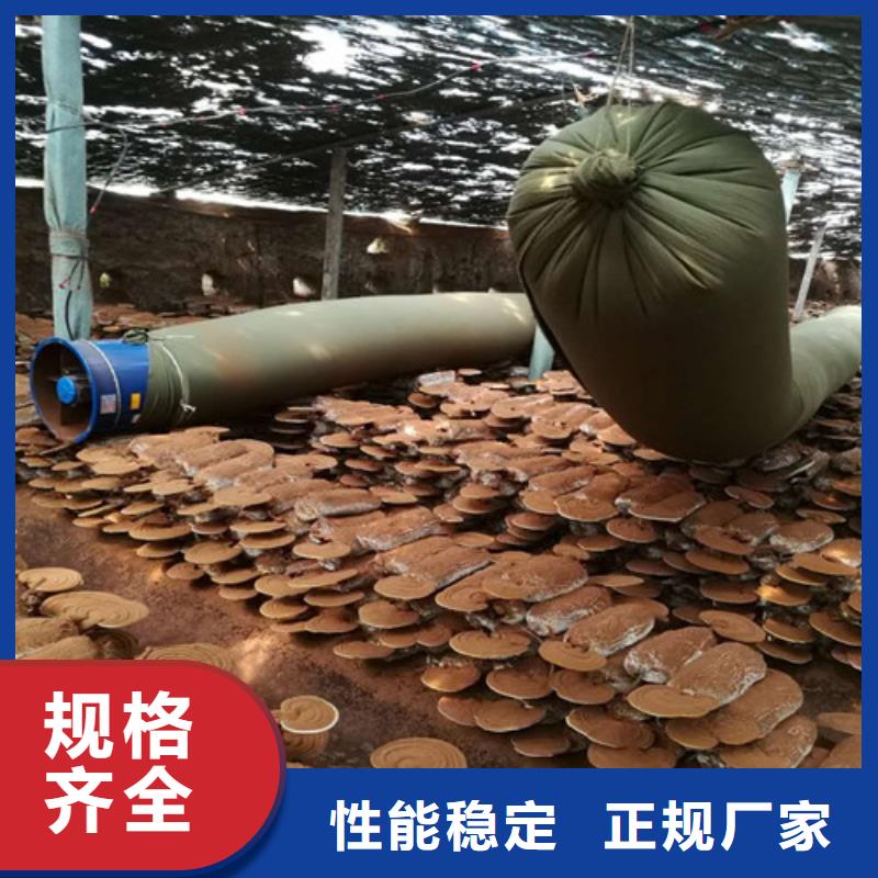 破壁灵芝孢子粉-视频-破壁灵芝孢子粉-甘肃省天水市甘谷|秦安|平凉|白银|金昌|临夏本土生产商