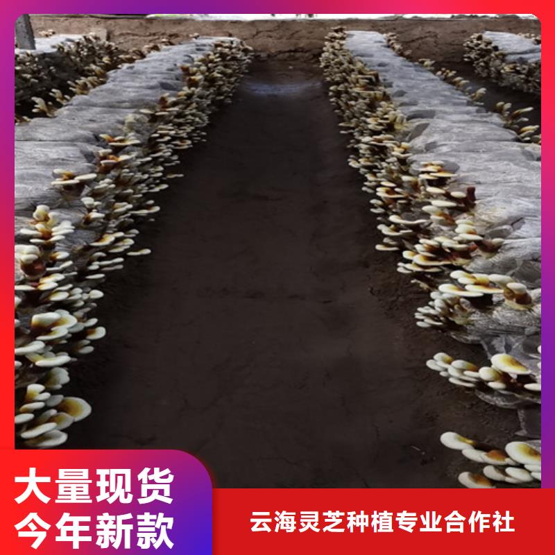 破壁灵芝孢子粉-视频-察隅|米林|日喀则|山南|昌都|阿里|那曲云海破壁灵芝孢子粉_ 云海灵芝种植专业社(林芝市分公司)