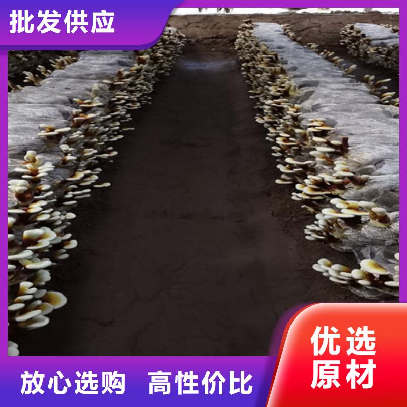 灵芝孢子粉-灵芝孢子粉放心之选