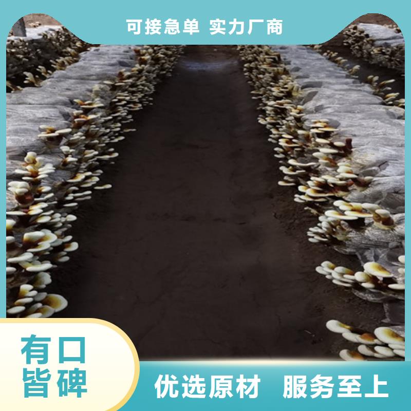优质孢子灵芝厂家