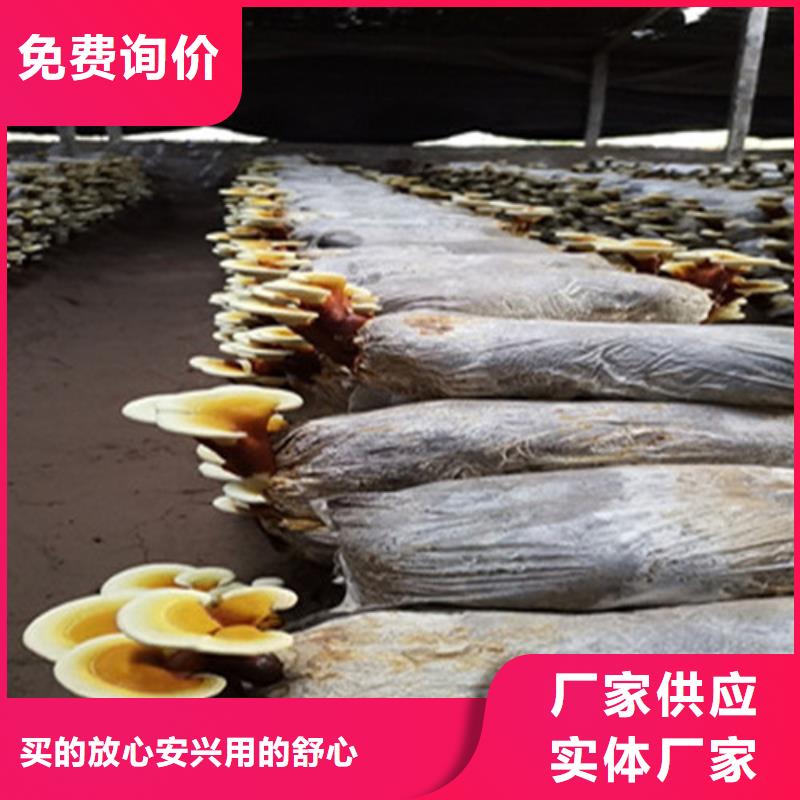 优质孢子灵芝厂家