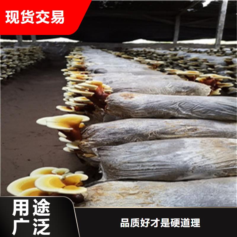 破壁灵芝孢子粉-视频-破壁灵芝孢子粉-甘肃省天水市甘谷|秦安|平凉|白银|金昌|临夏本土生产商