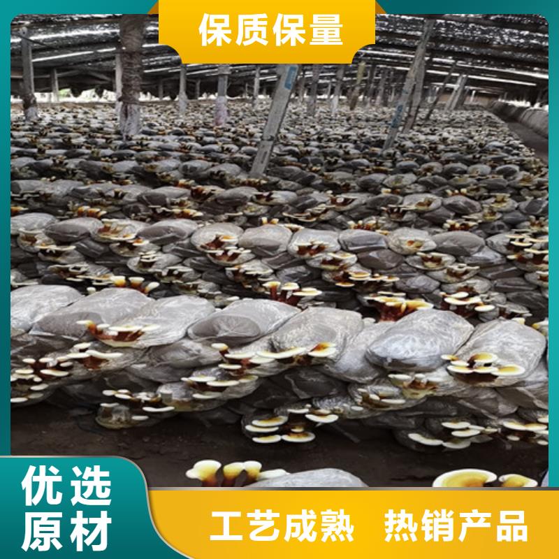 灵芝超细粉选对厂家很重要