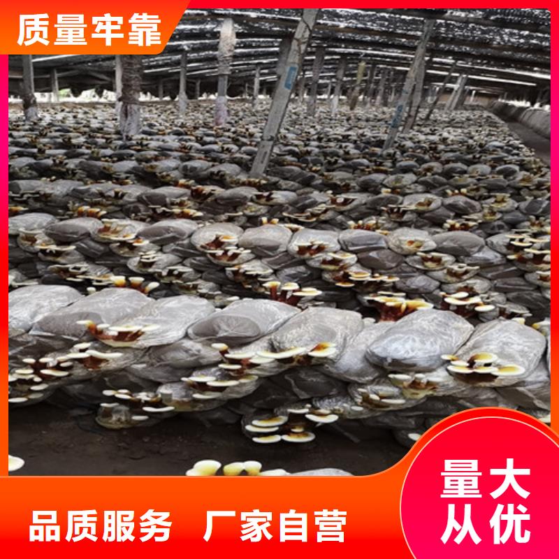供应灵芝粉_生产厂家