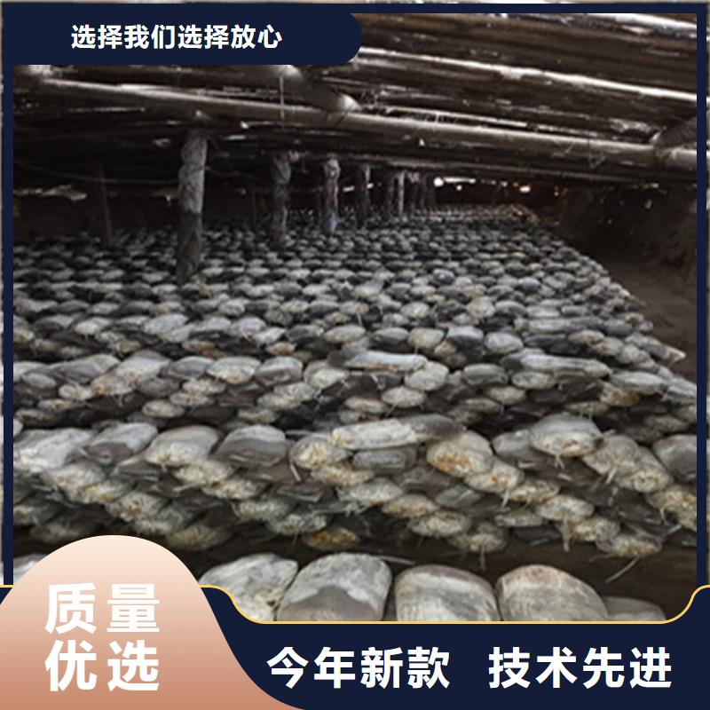 灵芝超细粉选对厂家很重要