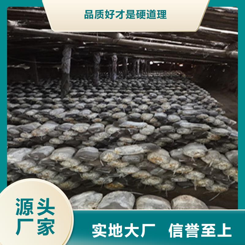 #灵芝粉#厂家直销
