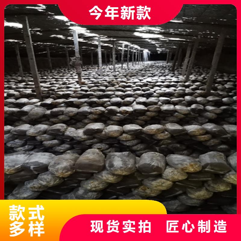 灵芝粉-货到付款