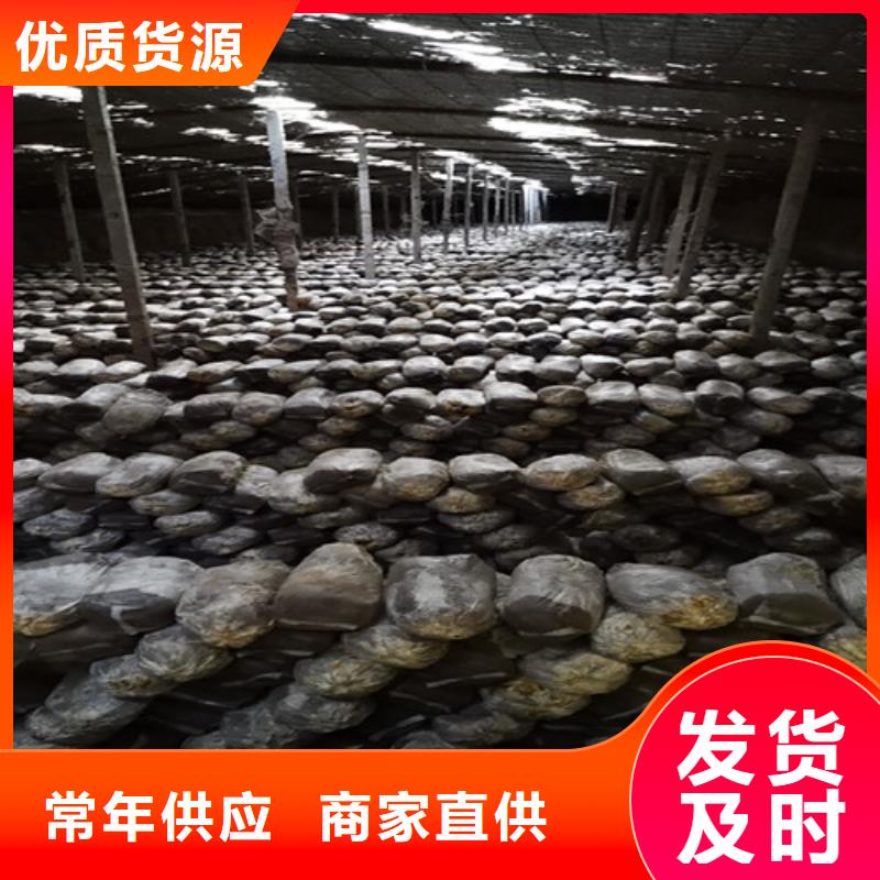 破壁灵芝孢子粉-视频-破壁灵芝孢子粉-甘肃省天水市甘谷|秦安|平凉|白银|金昌|临夏本土生产商