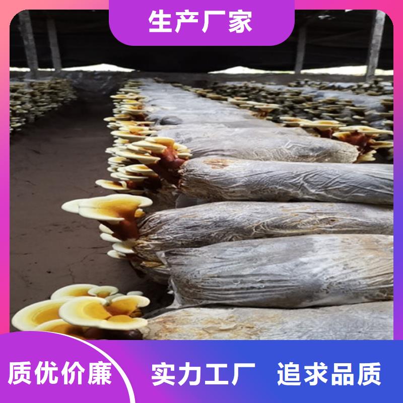 凤县破壁灵芝孢子粉怎么吃好吃