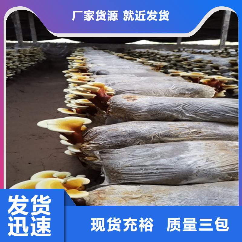 破壁灵芝孢子粉-视频-察隅|米林|日喀则|山南|昌都|阿里|那曲云海破壁灵芝孢子粉_ 云海灵芝种植专业社(林芝市分公司)